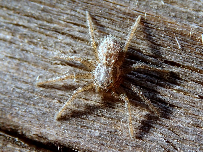 Quasi una sfida: Thanatus sp. - Villorba (TV)